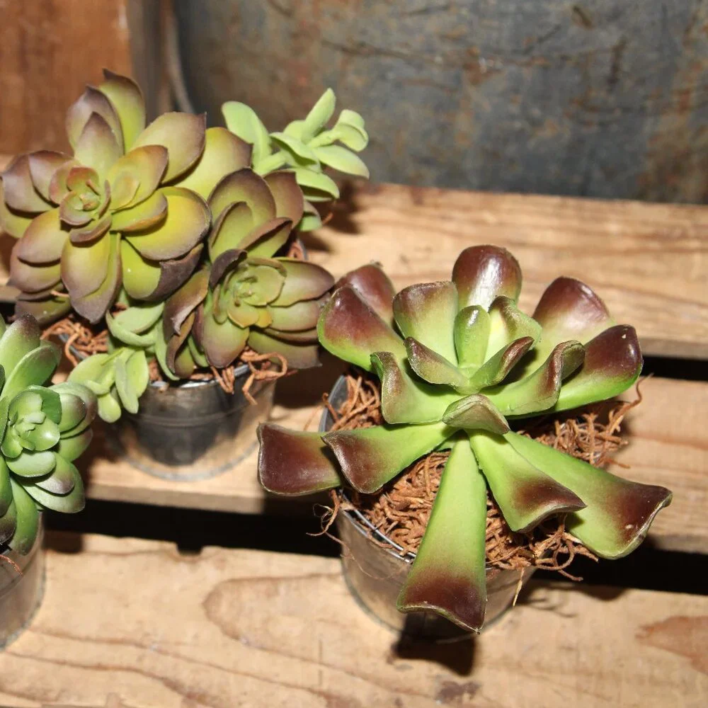 3 Rustic French Country Farmhouse Succulents in Weathered Aged Metal Buckets
